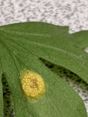 Cronartium ribicola