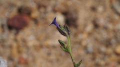 Allophyllum gilioides gilioides