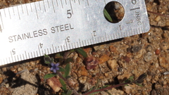 Allophyllum gilioides gilioides