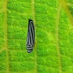 Graphocephala flavovittata