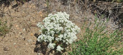 Leptosiphon floribundus glaber