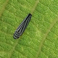 Graphocephala flavovittata