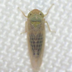 Neoaliturus tenellus