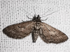 Eupithecia scopariata