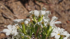 Leptosiphon floribundus glaber