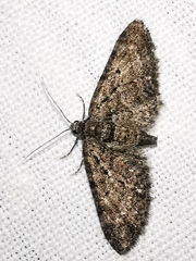 Eupithecia cocciferata
