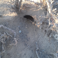 Ctenomys
