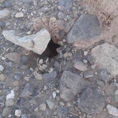 Ctenomys
