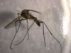 Aedes antipodeus
