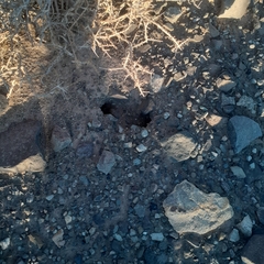 Ctenomys