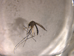 Aedes antipodeus