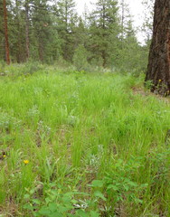 Microseris nutans