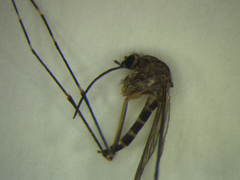 Aedes antipodeus