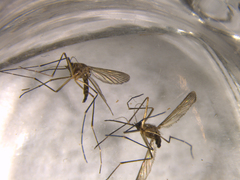 Aedes antipodeus