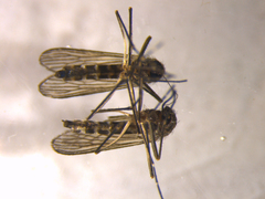 Aedes antipodeus