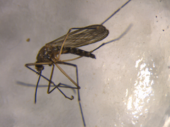 Aedes antipodeus