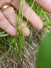 Microseris nutans