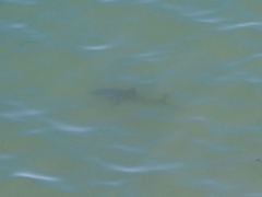 Triakis semifasciata