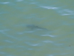 Triakis semifasciata
