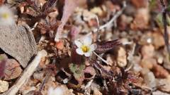Leptosiphon pygmaeus continentalis