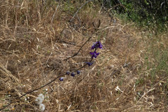 Delphinium hesperium