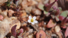 Leptosiphon pygmaeus continentalis