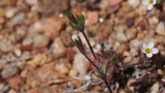 Leptosiphon pygmaeus continentalis