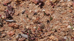 Leptosiphon pygmaeus continentalis