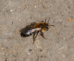 Andrena barbilabris