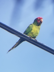 Psittacara erythrogenys