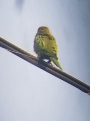 Psittacara erythrogenys