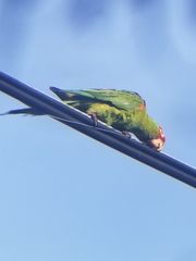 Psittacara erythrogenys