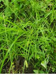 Cynosciadium digitatum