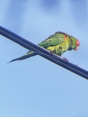 Psittacara erythrogenys