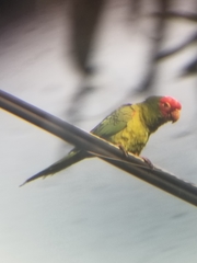 Psittacara erythrogenys