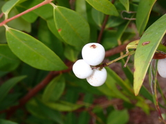 Syzygium antisepticum