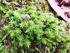 Ptychomitrium serratum