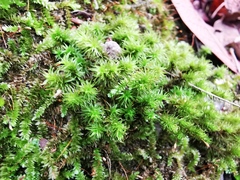 Ptychomitrium serratum