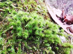 Ptychomitrium serratum