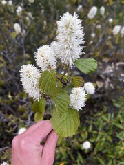 Fothergilla gardenii