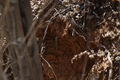 Sceloporus nelsoni