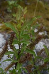 Salix commutata