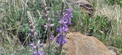 Lupinus excubitus austromontanus