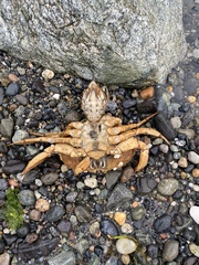 Metacarcinus magister