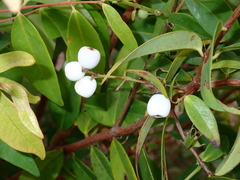 Syzygium antisepticum