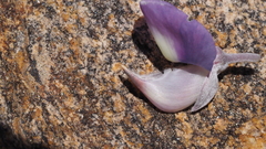 Lupinus excubitus austromontanus