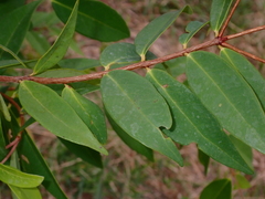 Syzygium antisepticum