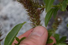 Salix commutata