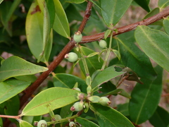 Syzygium antisepticum