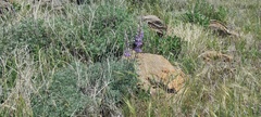 Lupinus excubitus austromontanus